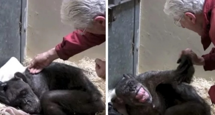 59 let stará umírající samice šimpanze se připravovala na svůj konec, pak ji přišel navštívit starý kamarád. Její reakce byla překvapující