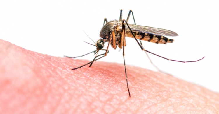 Překvapivé důvody, proč komáři jednoho člověka štípou a jiných se ani nedotknou