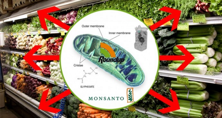 Studie ukazuje, že GMO jsou až 125 krát smrtelnější, než si kdokoliv dokázal představit