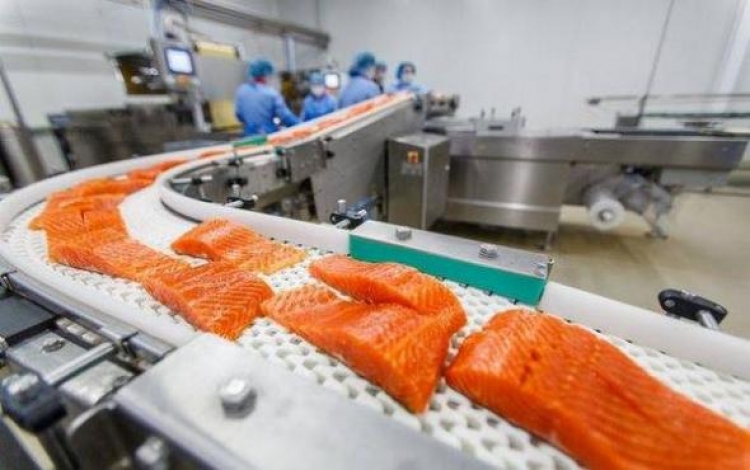 Norský losos je jedna z nejjedovatějších potravin ve světě. Fakta, která překvapí