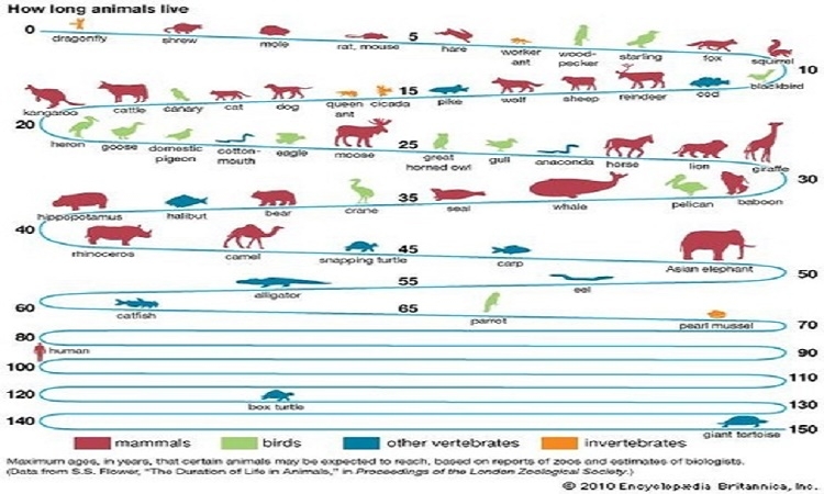 Zřejmě netušíte, jaká je průměrná délka života těchto známých zvířat