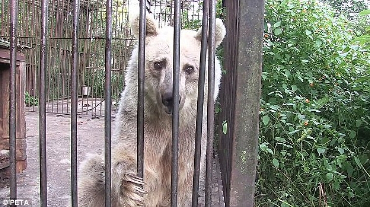 Medvěd strávil v kleci 30 let. Jeho reakce, když se dostal na svobodu, dohání svět k slzám
