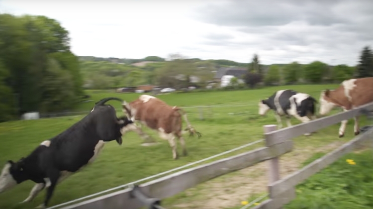 Tajný armádní test? Stádo krav ve Švýcarsku hromadně skočilo ze skály. Farmáři netuší proč