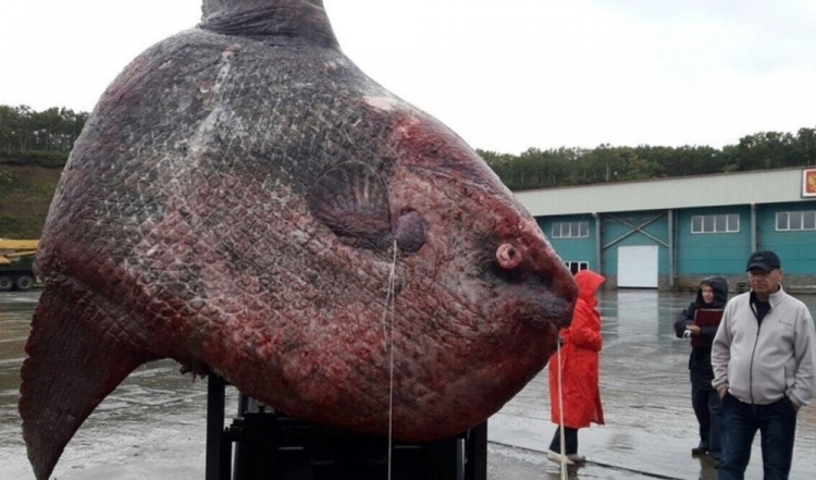 Ruští rybáři ulovili zvláštního tvora, pak udělali jednu nesmyslnou věc...