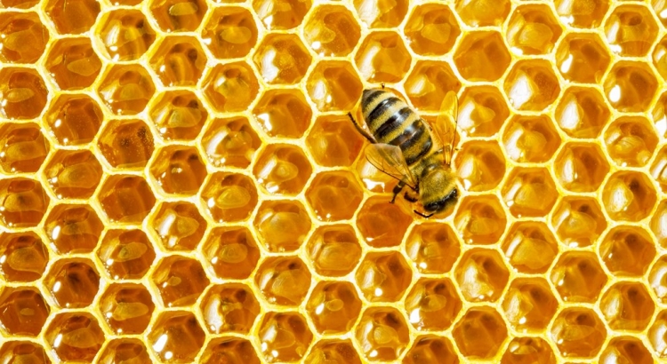 2000 let starý med z egyptských hrobek se dá jíst i dnes. Má věčnou trvanlivost