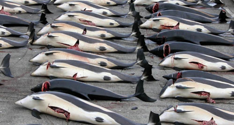Japonsko tento rok zabilo 177 velryb napříč tomu, že odbyt po tomto mase poklesl. Mají na to tento důvod